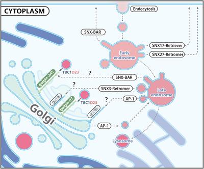 Frontiers Endosome-to-TGN Trafficking: Organelle-Vesicle and